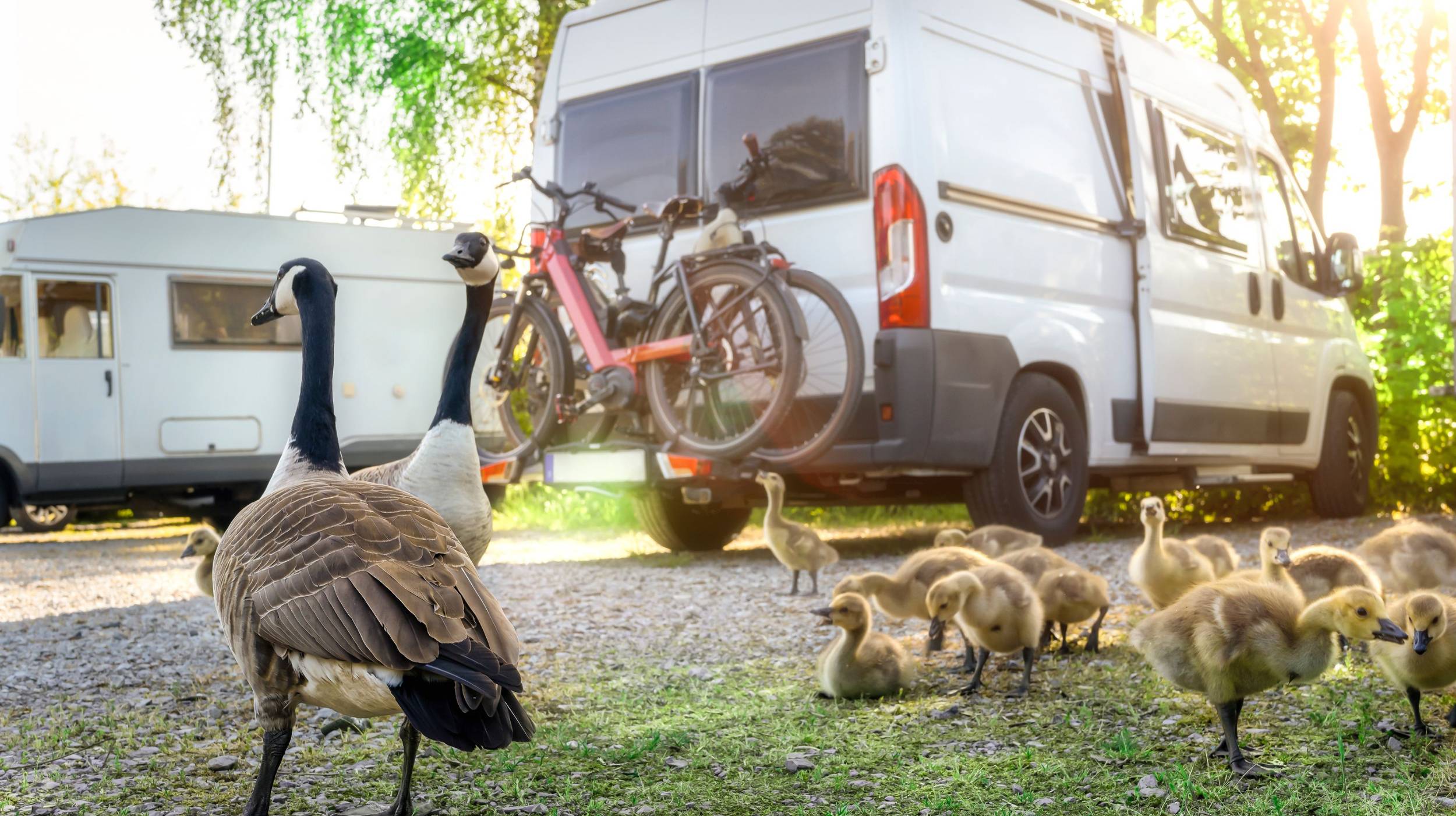 Find Your Perfect Replacement Caravan Mattress: Enjoy peaceful nights in your motorhome or campervan. Scenic view with Canadian geese and goslings.