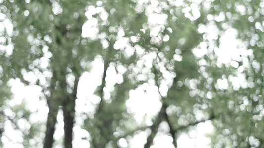 green leaf trees during daytime