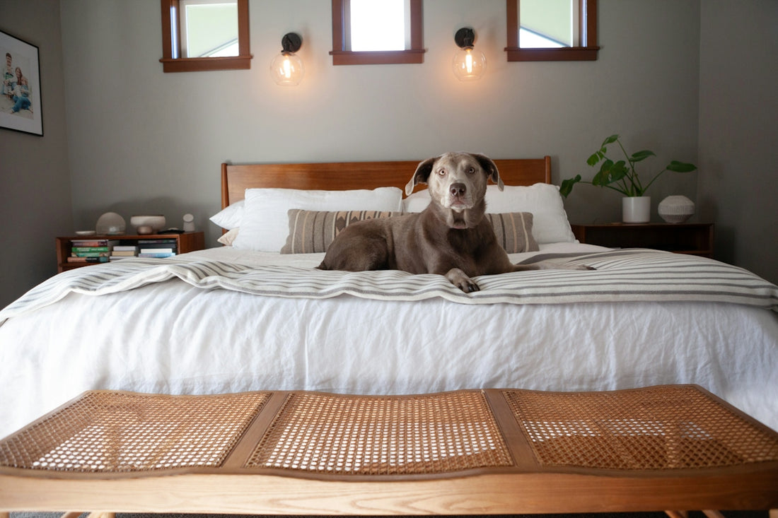 A dog is lounging comfortably on the bed